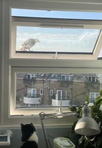 Photo of some windows, the top one is opened out and a white and grey pigeon is sat on it, looking down and through the window to a black and white cat who is, in turn, observing the pigeon. It's a photo of Whitey!