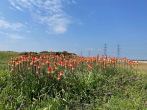 Photo of a clump of red-hot pokers (Kniphofia), with some shingle and pylons in the background, and a blue sky with a few white clouds above.