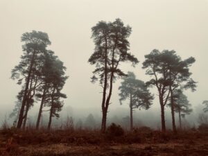 Sepia hoto of some conifers on a heathland deep in fog.