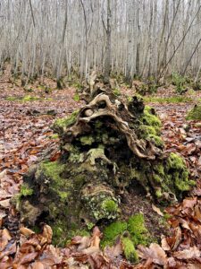 Photo of a mossy tree stump in a wintery woodland, with a hazel coppice behind it and lots or red beech trees leaves on the ground. The tree stump is wavy and rippled and very interestingly shaped.