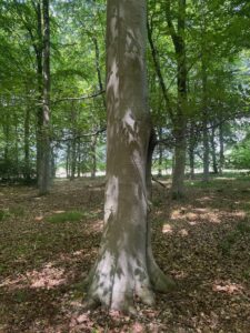 Photo of a beech tree trunk in a woodland with the shadows of leaves on its trunk.