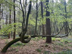 Photo of a beech tree in a woodland which has bent over so its main trunk is growing parallel to the floor. Branches are thrust upwards to the sky.