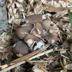 Photo of a nibbled on mushroom in some wood chips.