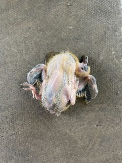 Photo of a dead baby pigeon.