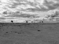 Black and white photo of some horses grazing on a distant horizon.