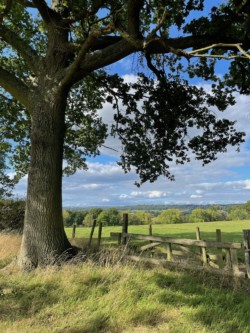Photo of an oak tree, wooden fence, and rolling hills in the background.