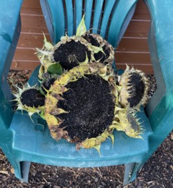 Photo of some large sunflower heads gone to seed on a green plastic garden chair.