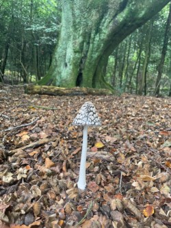 Photo of some kind of parasol mushroom in the woods.