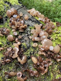 Photo os strange brown jelly-like fungi fruiting from a moss covered log.