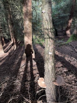 Photo of my shadow on a tree trunk and in front of it, another tree with three mushrooms fruiting.