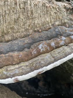 A section of a large fungi on a tree, striped in shades of brown.