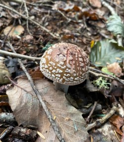 Photo of a brown and white button mushroom on a woodland floor.