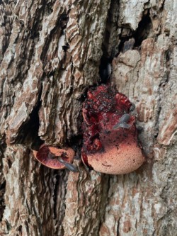 Photo of a red mushroom on a tree being eaten by woodlice.
