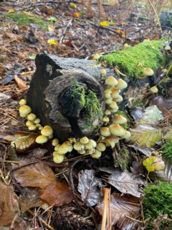 Photo of a load of small creamy brown mushrooms fruiting from a moss covered log.