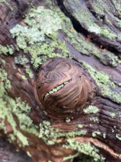 Photo of a log with lichen and a wooden head-shaped protrusion with a curved line of lichen which looks like a smile.