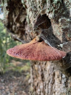 Photo of a red mushroom covered in cobwebs fruiting from a tree.
