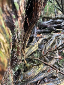 Close up of a Yew trunk. It is variously hued: oranges, browns, yellows, and the whites and greens of lichen. In the background and out of focus, are more winding branches or roots which are growing on top of the woodland floor.