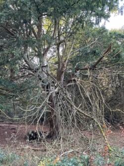 Photo of a Yew tree with a lot of dead wood hanging off it. It looks 'messy'.